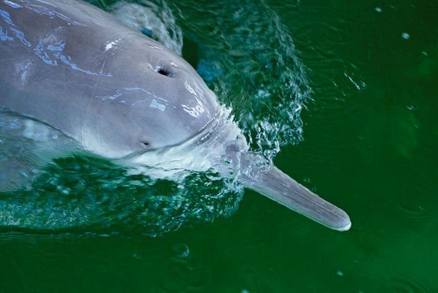 01-baiji-yangtze-river-dolphin