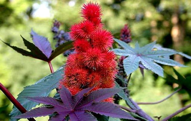 6a