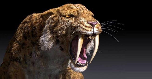 saber-tooth