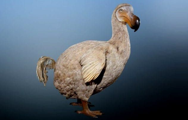 dodo
