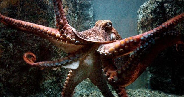 Octopus