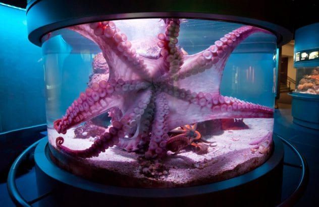 octopustank
