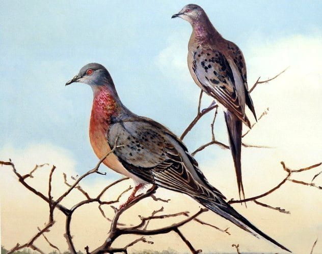 passengerpigeons