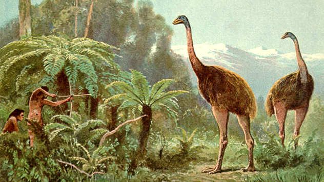 Moa_Heinrich_Harder