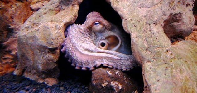 news-octopus-cave