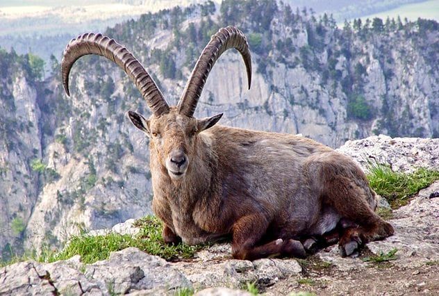 Pyrenean-Ibex