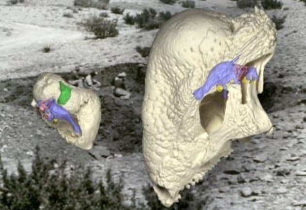 10-skulls-triopticus-triopticus