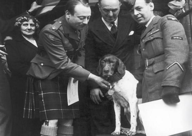 9b-judy-receiving-dickin-medal