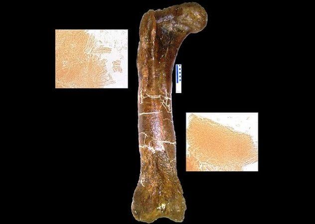 7-mor-1125-femur