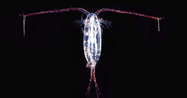 feature-a-8-copepod