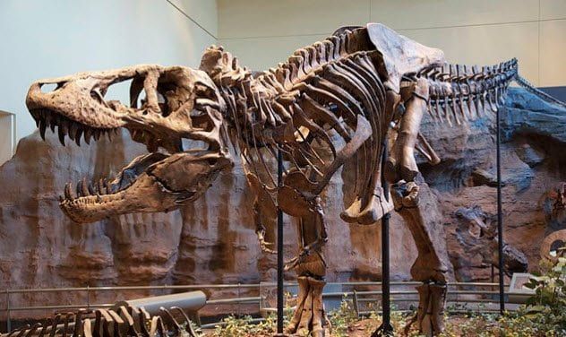1-t-rex