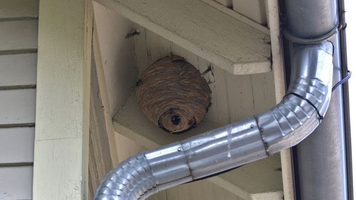 A visual representation of a wasp nest attached to a ceiling.