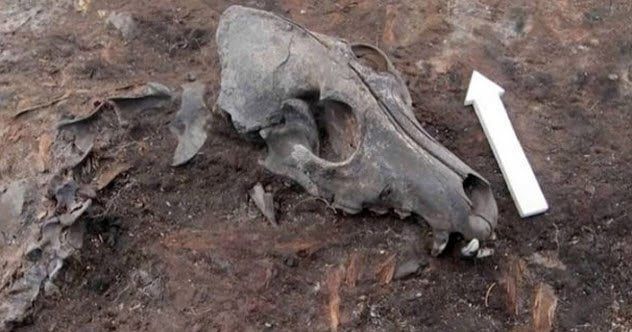 2-arctic-dog-graveyard