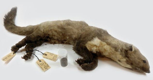 3a-lhc-stone-marten