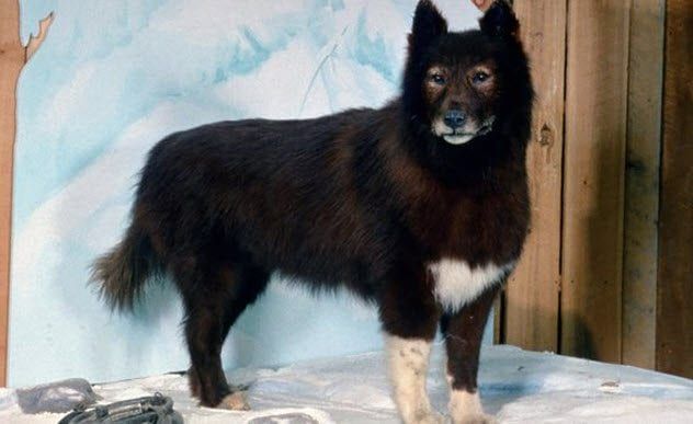 10-balto