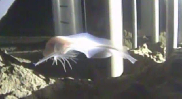 3-ghostly-snailfish