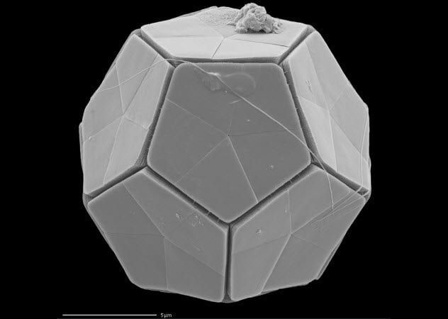 1a-Coccolith