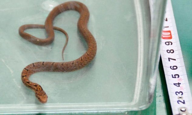 Snake Invasions bullet-train-snake