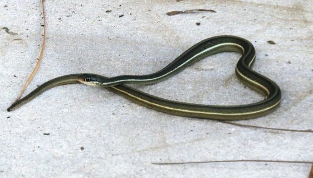 Snake Invasions 4