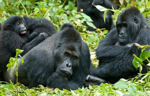 10a-gorillas-134206111