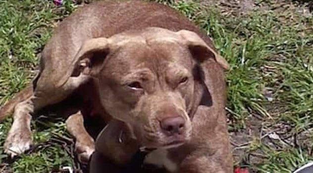 6-lucy-pit-bull