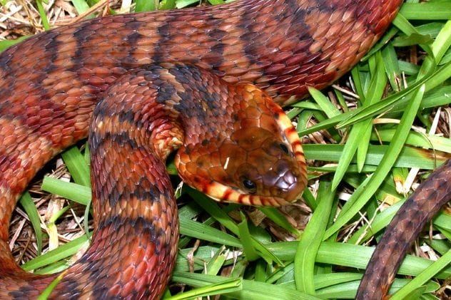 banded-water-snake