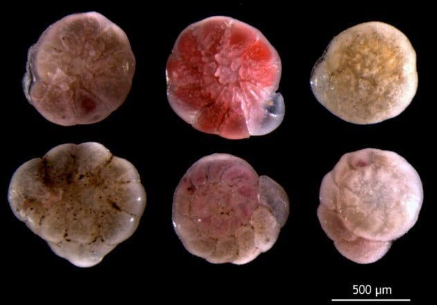 4-forams