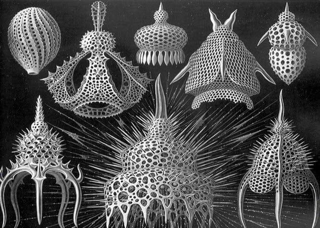 10-radiolarians