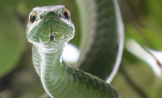 8a-boomslang-snake-495734027