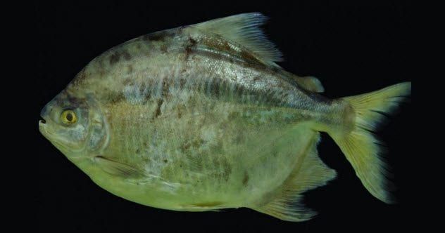 6-myloplus-zorroi