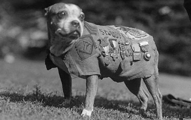 10-sergeant-stubby