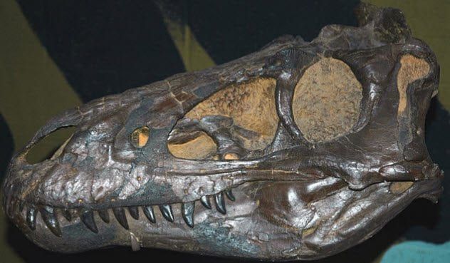 4-nanotyrannus
