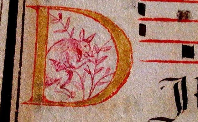4-kangaroo