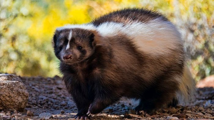 A skunk strolling through the dirt.