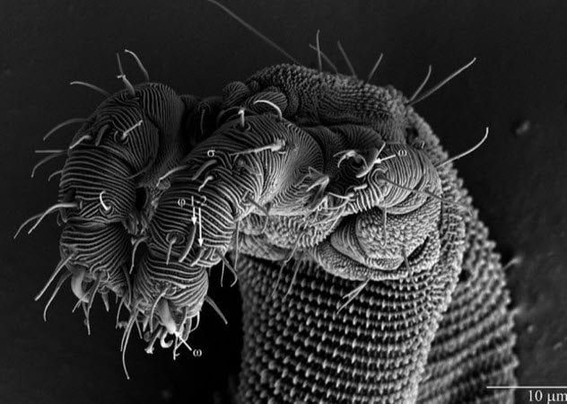 5-Osperalycus-tenerphagus,
