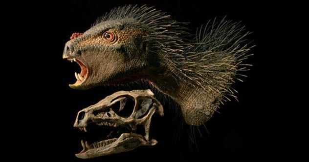 8-pegomastax