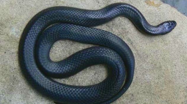 Snake Invasions annapolis-snake-house