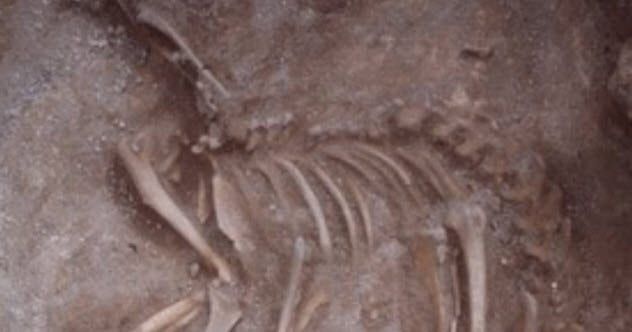 9-husky-like-dog-burial
