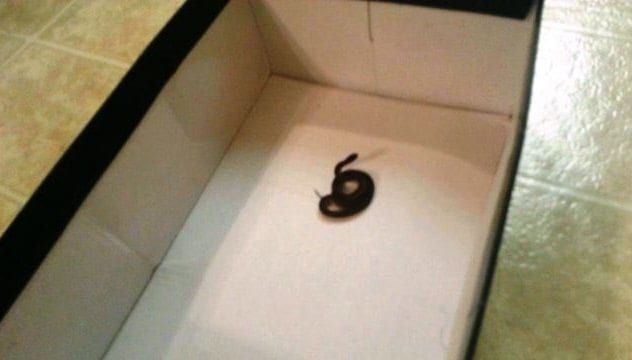 Snake Invasions bradford-gwinnet-snake