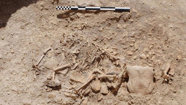 10-sheep-skeleton-with-bull-head