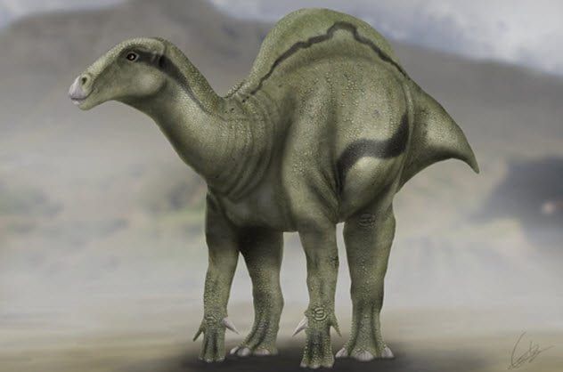 9-morelladon
