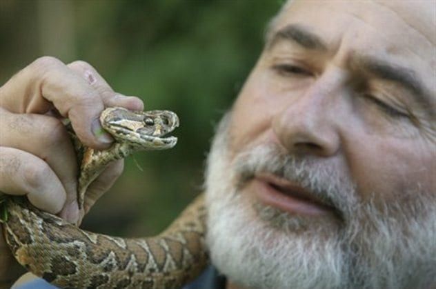 israel-kindergarten-viper Snake Invasions
