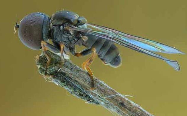 2-giant-eyed-fly