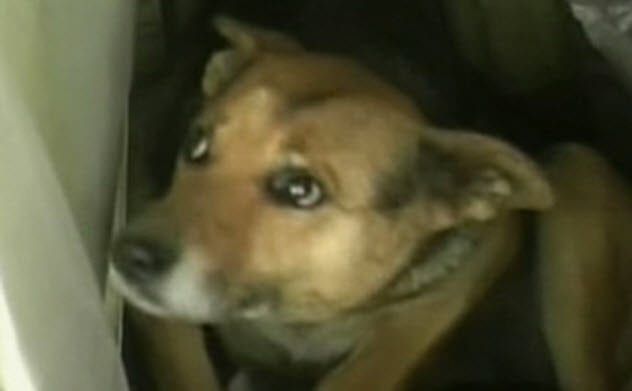 4-china-argentinian-stray