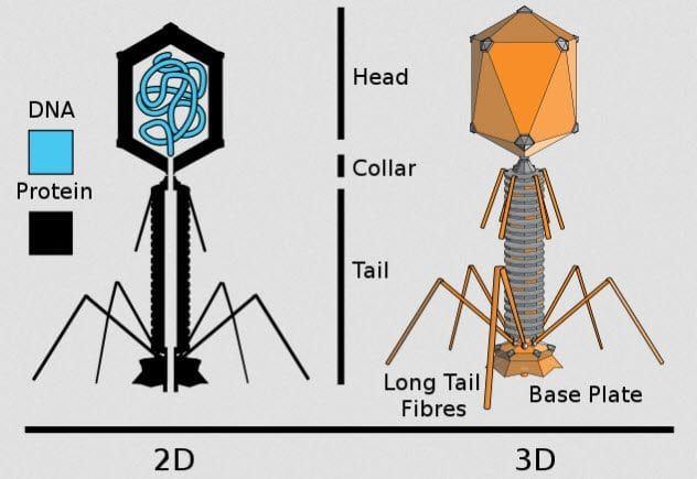 6-Enterobacteria-Phage-T4