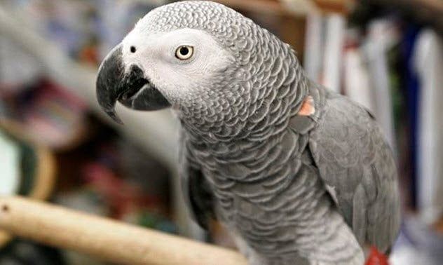 10-gray-parrot-nigel