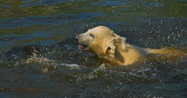Swallowed By Sharks 4a-polar-bear-cub-swimming-626175788