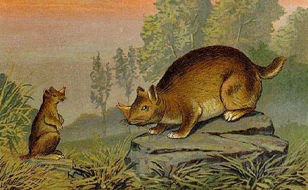 1-ceratogaulus
