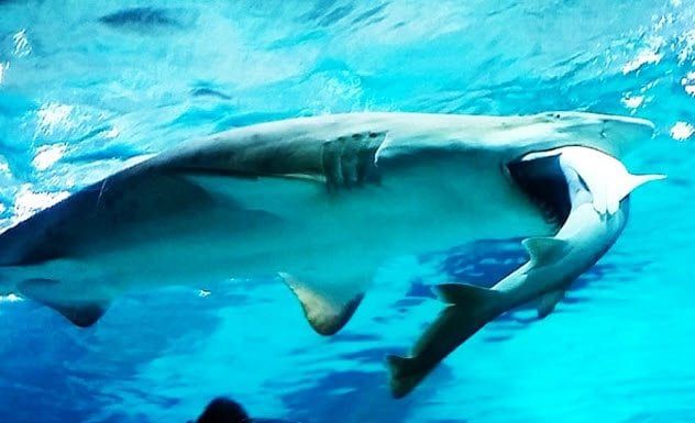 1-shark-eating-shark-coex-aquarium