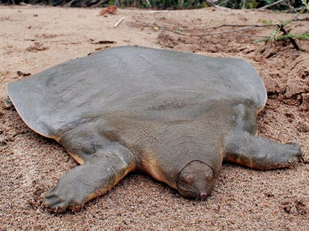 cantors-giant-softshell-turtle